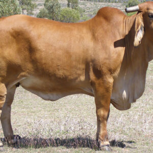 Brahman Cattle