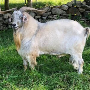 Kiko Goats for sale 45 – 55kg