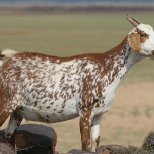 Kunene Goat for sale 45-50kg