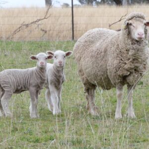 Merino Sheep 45-60kg