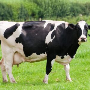 Dairy Cattle