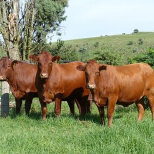 Bonsmara Cattle