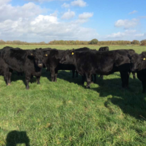 Angus Cattle