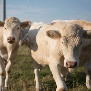 Buy CHAROLAIS CATTLE online