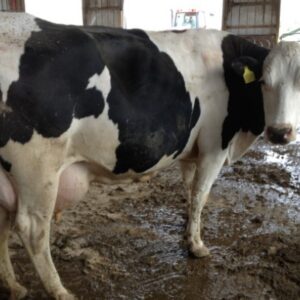 Buy PREGNANT HOLSTEIN HEIFERS AND OTHER DIARY CATTLE online