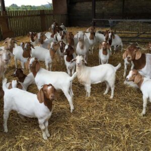 Boer Goat