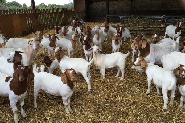 Boer Goat