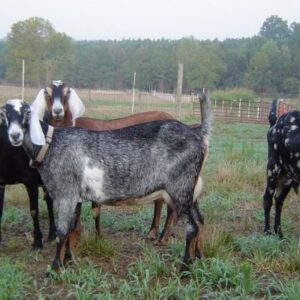 Pure Nubian Goat