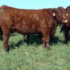 Buy SALERS CATTLE online